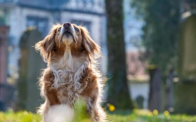 Hogyan küzdjünk az élősködők ellen?