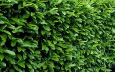 Hogyan válasszunk megfelelő sövényt a kertbe?