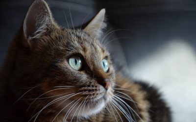A CBD olaj a macskák számára is hasznos lehet